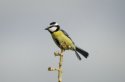 African Blue Tit