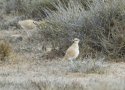 Cream Coloured Courser