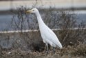 Cattle Egret
