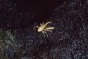 Blind Crab