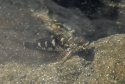 Fish sp