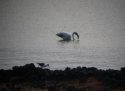 Greater Flamingo