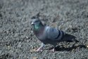 Rock Dove