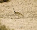 Houbara Bustard