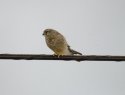Kestrel