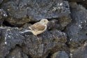 Linnet