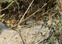 Atlantic Lizard