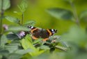 Red Admiral