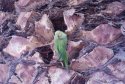 Ring Necked Parakeet