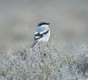 Southern Grey Shrike