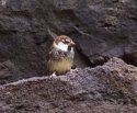 Spanish Sparrow