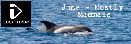 June - Video