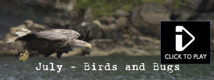 June - Video