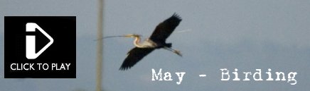 May Video