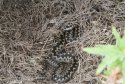 Adder