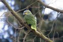 Orange Winged Amazon