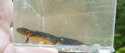 Alpine Newt