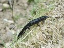 Alpine Newt