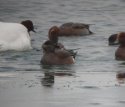 American Wigeon