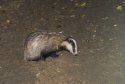 Badger