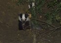 Badger