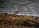 Baird's Sandpiper