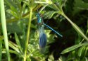 Banded Demoiselle