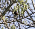 Buff Tailed Bumblebee