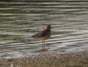 Buff Breasted Sandpiper