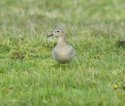 Buff Breasted Sandpiper