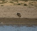 Buff Breasted Sandpiper