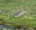 Buff Breasted Sandpiper