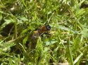 Tawny Mining Bee