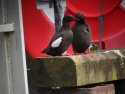 Black Guillemot