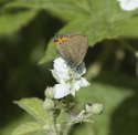 Black Hairstreak