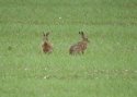 Hares