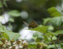Brown Hairstreak