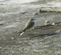 Blue Headed Wagtail