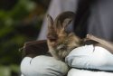 Brown Long Eared Bat