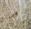 Bluethroat