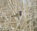 Bluethroat