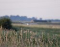 Barn Owl