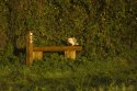 Barn Owl