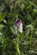 Burnt Orchid
