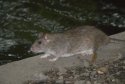 Brown Rat