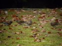 Brambling