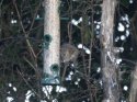 Brown Rat