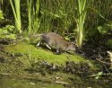 Brown Rat