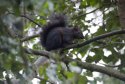 Black Squirrel