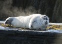 Bearded Seal